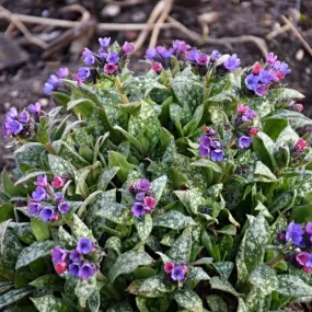 Pulmonaria 'Spot On' PP33063