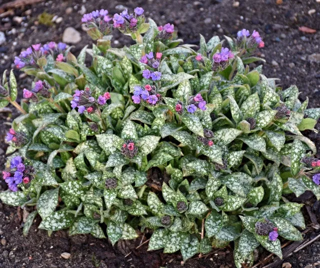 Pulmonaria 'Spot On' PP33063